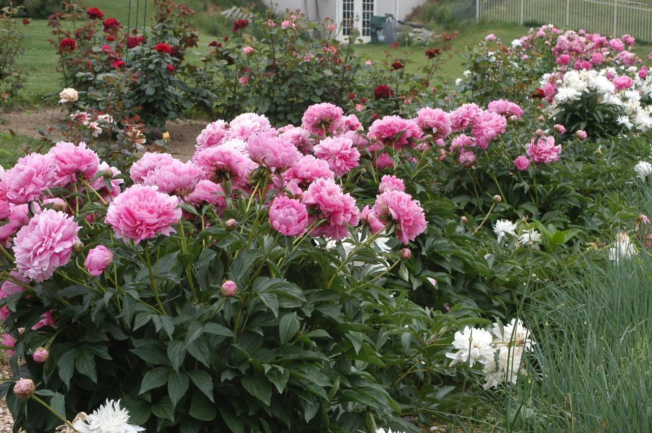 Annville Inn Bed & Breakfast Esterno foto